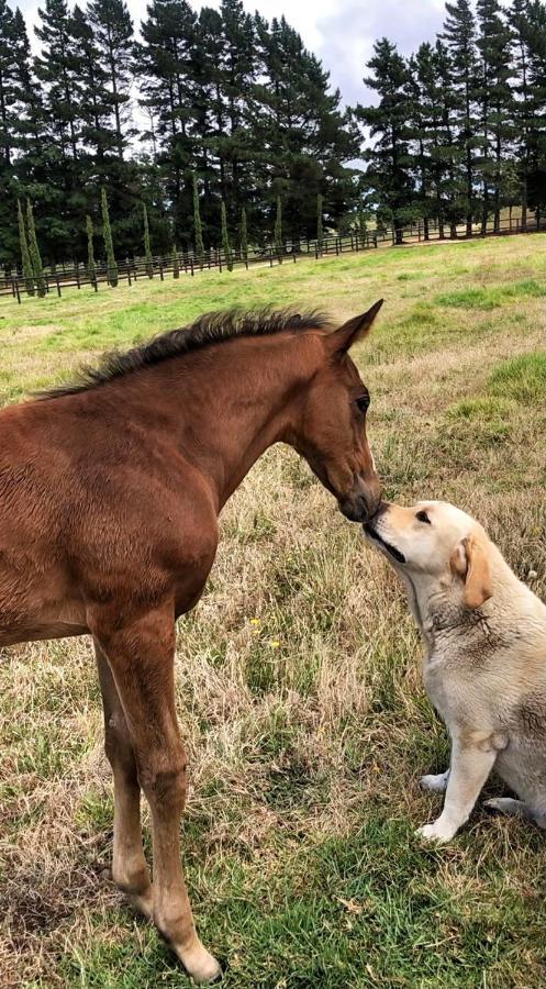 ホテル Hemel 'N Aarde Stud ヘルマナス エクステリア 写真