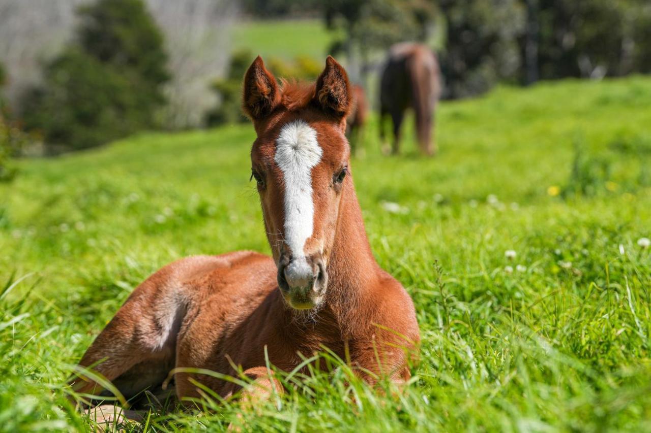 ホテル Hemel 'N Aarde Stud ヘルマナス エクステリア 写真