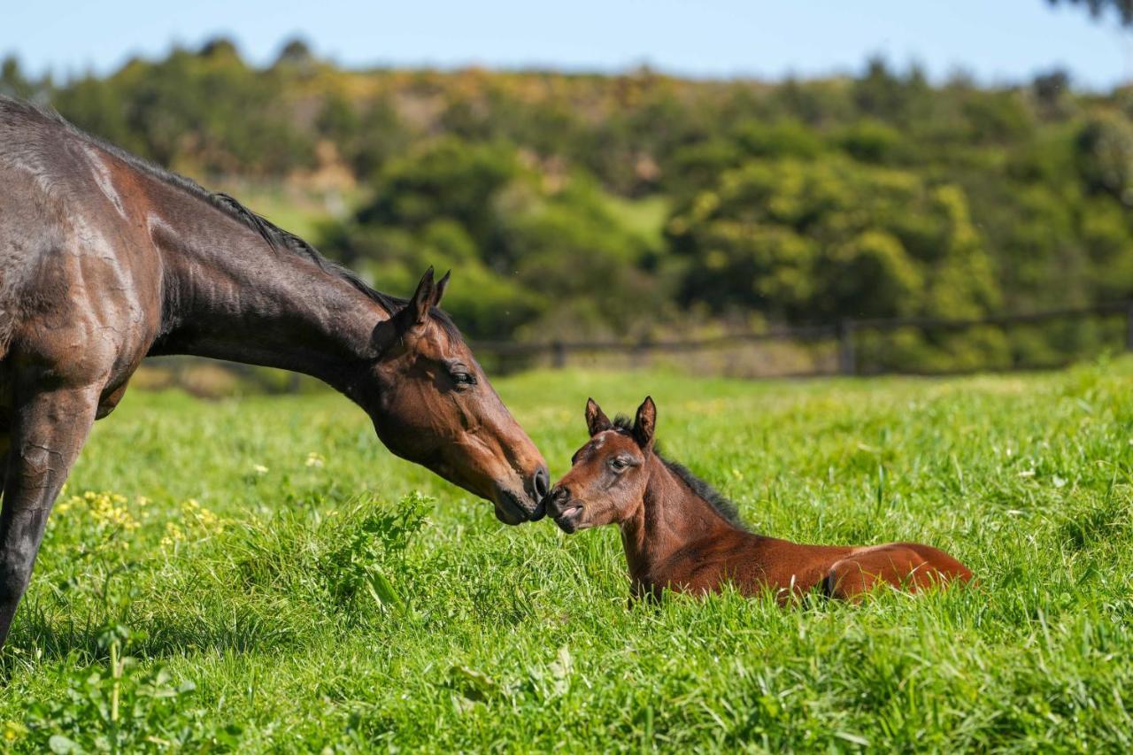 ホテル Hemel 'N Aarde Stud ヘルマナス エクステリア 写真